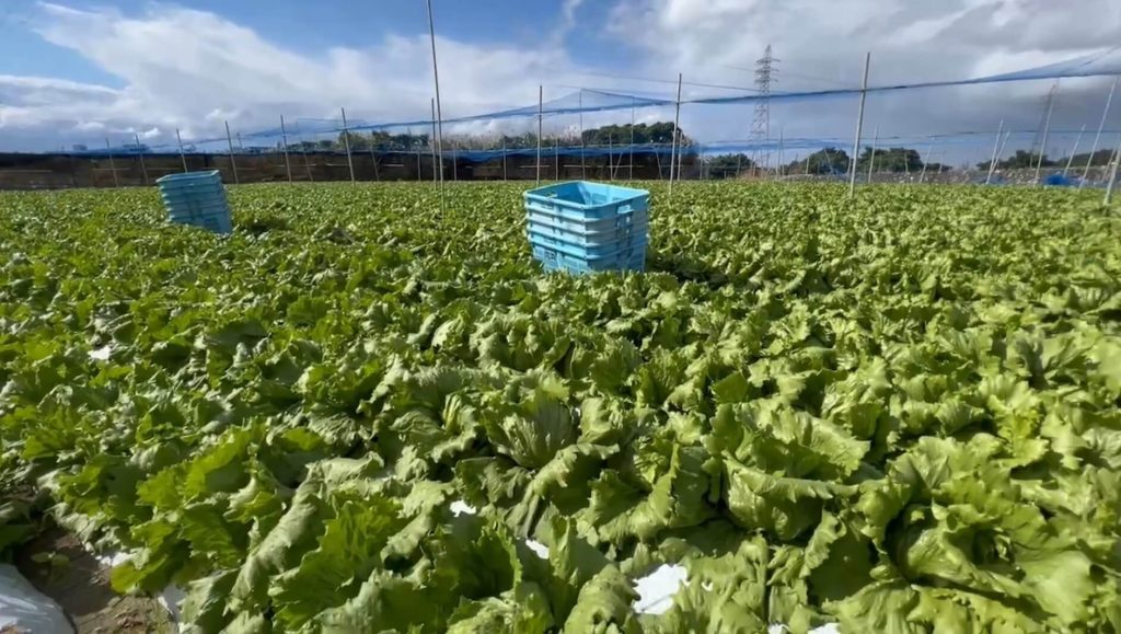 農地 野菜づくりの出発点、播種に挑戦！カラフルにんじん編 | 三好里奈の