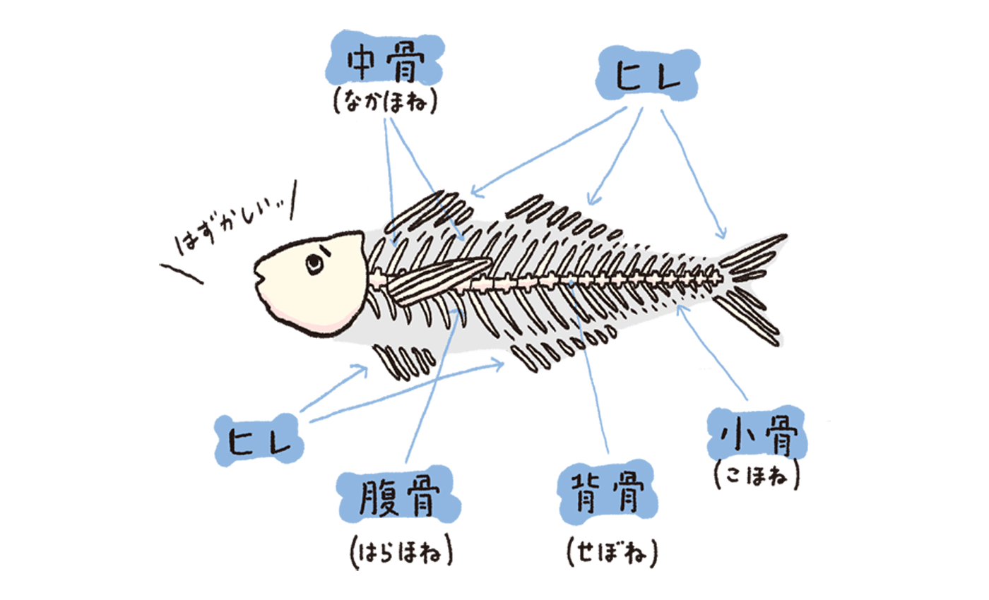 これで今日から魚の達人 おさかな研究所 Vol 1もっと魚を好きになろう編 Sateto さてと