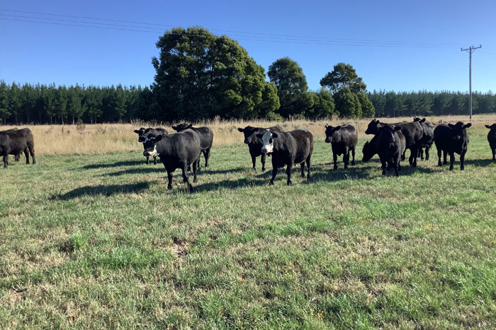 グラスフェッドビーフとは？おいしいステーキの焼き方のコツも！_画像02