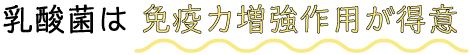 乳酸菌は 免疫力増強作用が得意