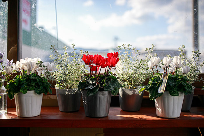 初心者でも簡単！プロが教える「寄せ植え」の基本 ～冬から春の花