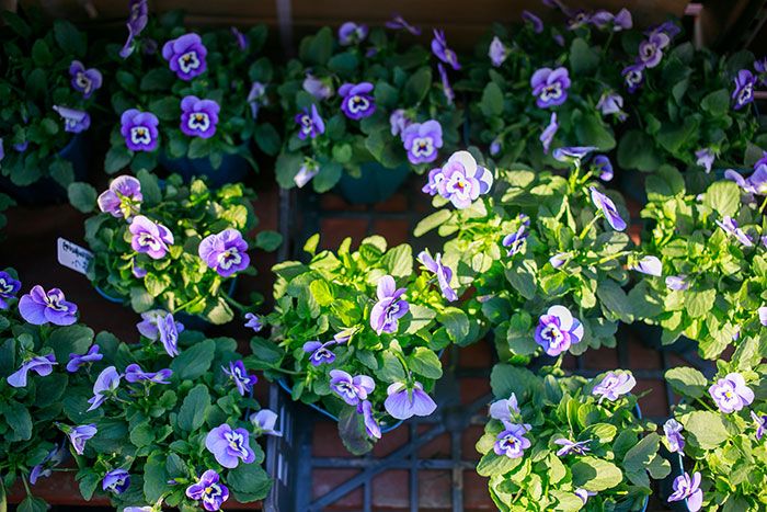 初心者でも簡単！プロが教える「寄せ植え」の基本 ～冬から春の花