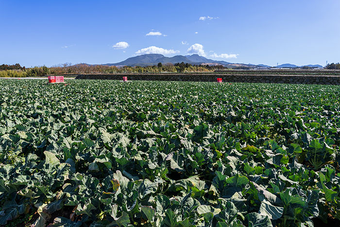鮮度を保つ「冷却」の技がすごい！JA島原雲仙のブロッコリー産地訪問_画像02