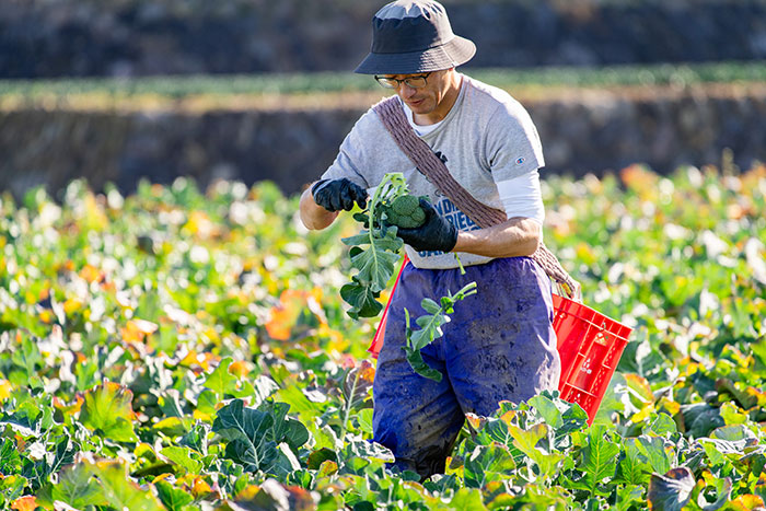 鮮度を保つ「冷却」の技がすごい！JA島原雲仙のブロッコリー産地訪問_画像02