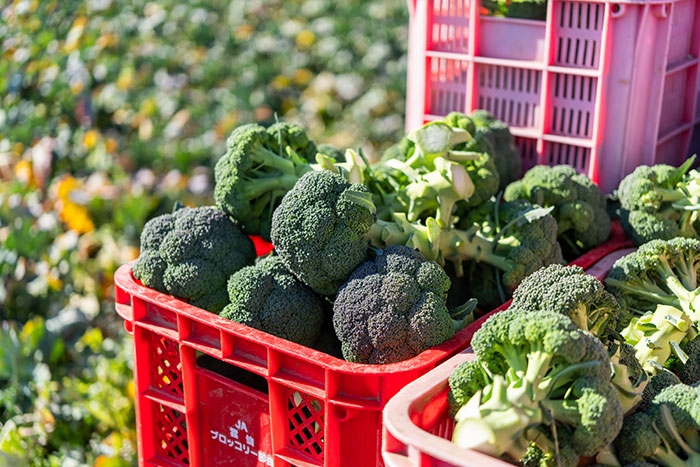鮮度を保つ「冷却」の技がすごい！JA島原雲仙のブロッコリー産地訪問_画像02