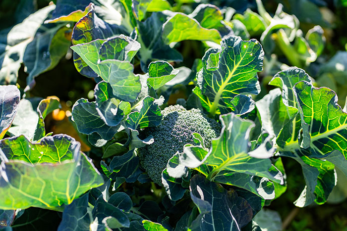 鮮度を保つ「冷却」の技がすごい！JA島原雲仙のブロッコリー産地訪問_画像02