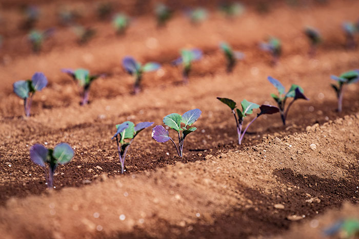 鮮度を保つ「冷却」の技がすごい！JA島原雲仙のブロッコリー産地訪問_画像02