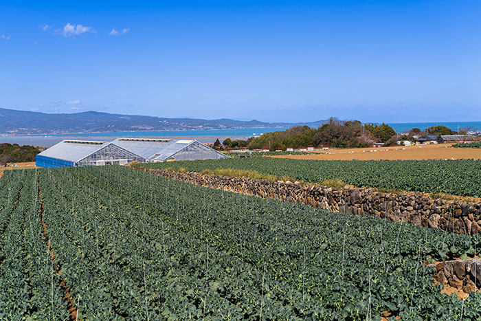 鮮度を保つ「冷却」の技がすごい！JA島原雲仙のブロッコリー産地訪問_画像02