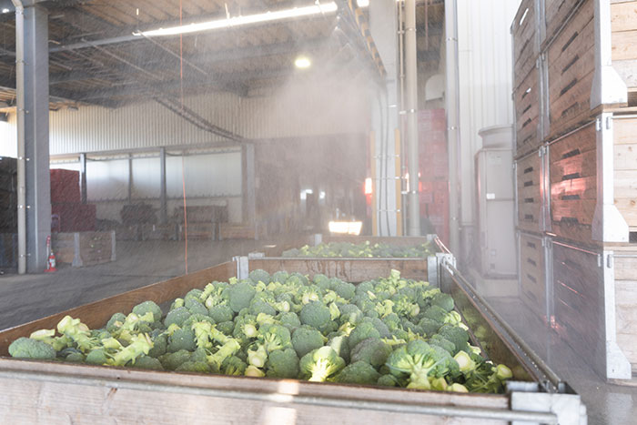 鮮度を保つ「冷却」の技がすごい！JA島原雲仙のブロッコリー産地訪問_画像02