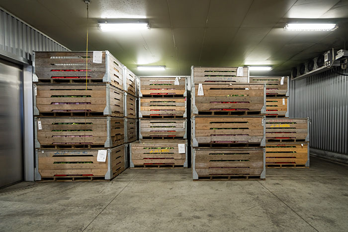 鮮度を保つ「冷却」の技がすごい！JA島原雲仙のブロッコリー産地訪問_画像02