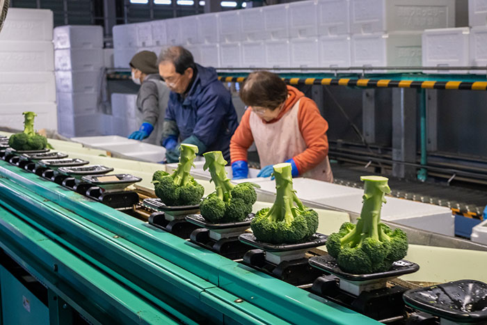 鮮度を保つ「冷却」の技がすごい！JA島原雲仙のブロッコリー産地訪問_画像02