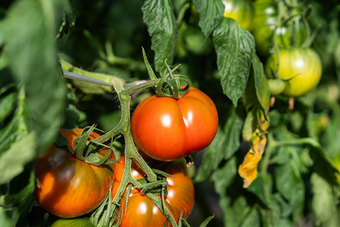 ここでしかつくれない味を目指して。まるかじり大歓迎！「大雲仙とまと」産地訪問_画像02