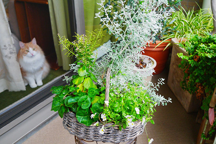 寄せ植え、その後どうする？編集部がお花のプロに駆け込み相談！_画像01