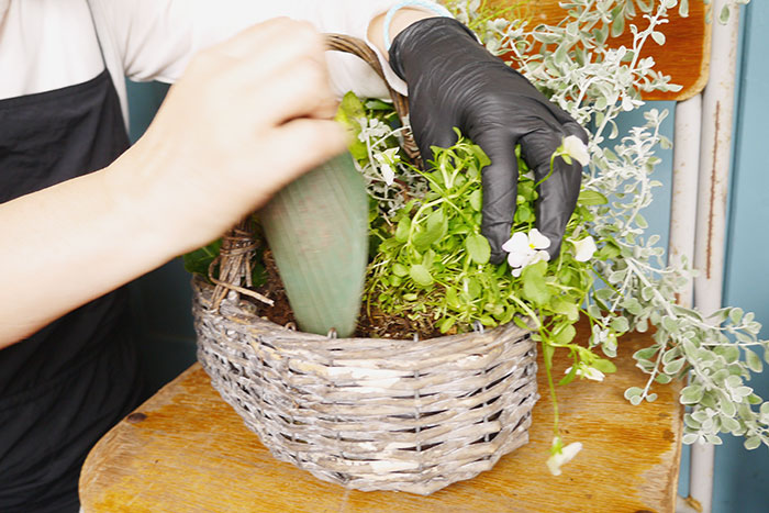 寄せ植え、その後どうする？編集部がお花のプロに駆け込み相談！_画像01