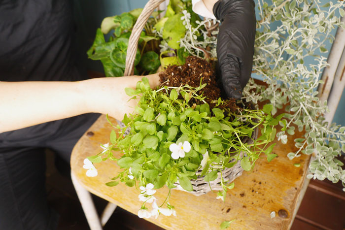 寄せ植え、その後どうする？編集部がお花のプロに駆け込み相談！_画像01