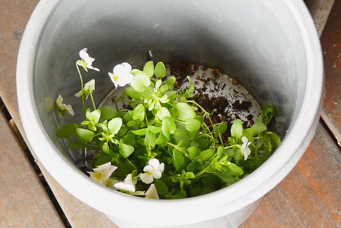寄せ植え、その後どうする？編集部がお花のプロに駆け込み相談！_画像01