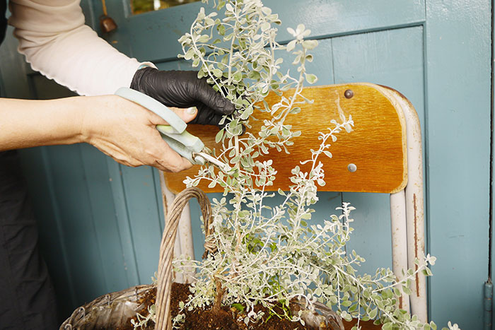 寄せ植え、その後どうする？編集部がお花のプロに駆け込み相談！_画像01