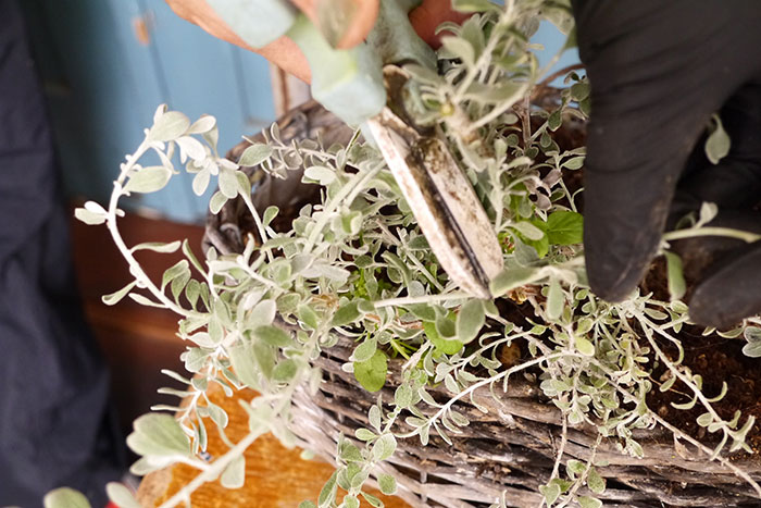 寄せ植え、その後どうする？編集部がお花のプロに駆け込み相談！_画像01