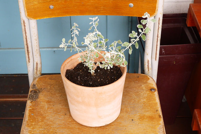 寄せ植え、その後どうする？編集部がお花のプロに駆け込み相談！_画像01