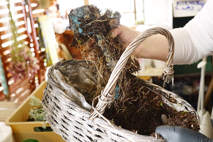 寄せ植え、その後どうする？編集部がお花のプロに駆け込み相談！_画像01