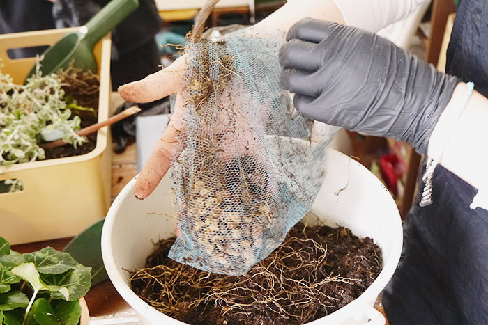寄せ植え、その後どうする？編集部がお花のプロに駆け込み相談！_画像01