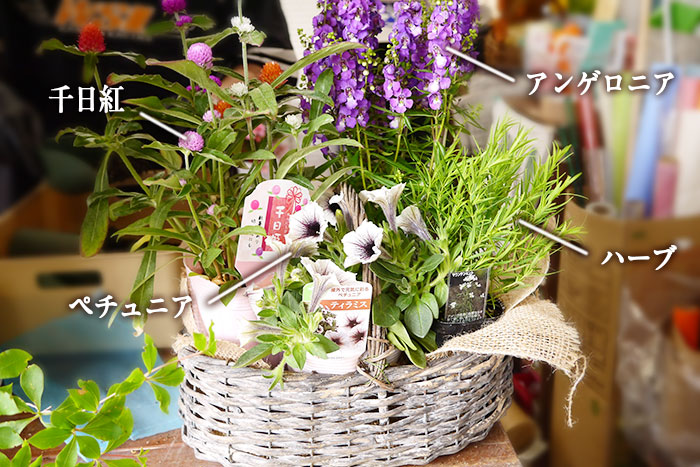 寄せ植え、その後どうする？編集部がお花のプロに駆け込み相談！_画像01