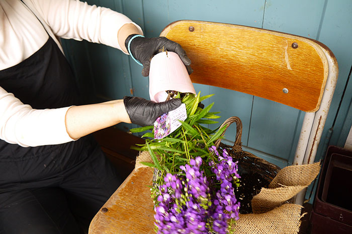 寄せ植え、その後どうする？編集部がお花のプロに駆け込み相談！_画像01