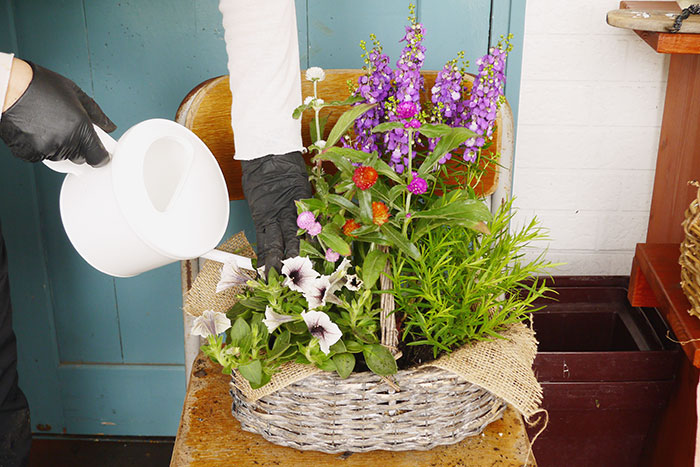 寄せ植え、その後どうする？編集部がお花のプロに駆け込み相談！_画像01