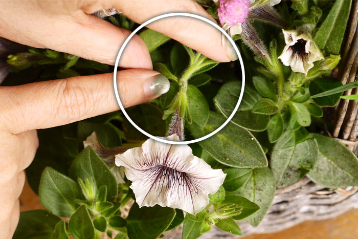 寄せ植え、その後どうする？編集部がお花のプロに駆け込み相談！_画像01