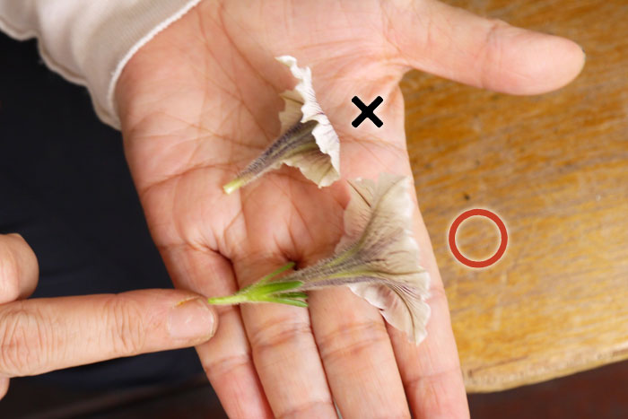寄せ植え、その後どうする？編集部がお花のプロに駆け込み相談！_画像01