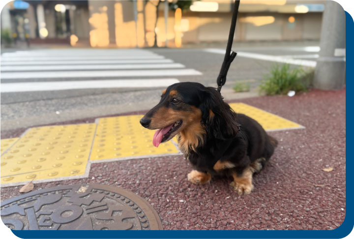 犬_画像